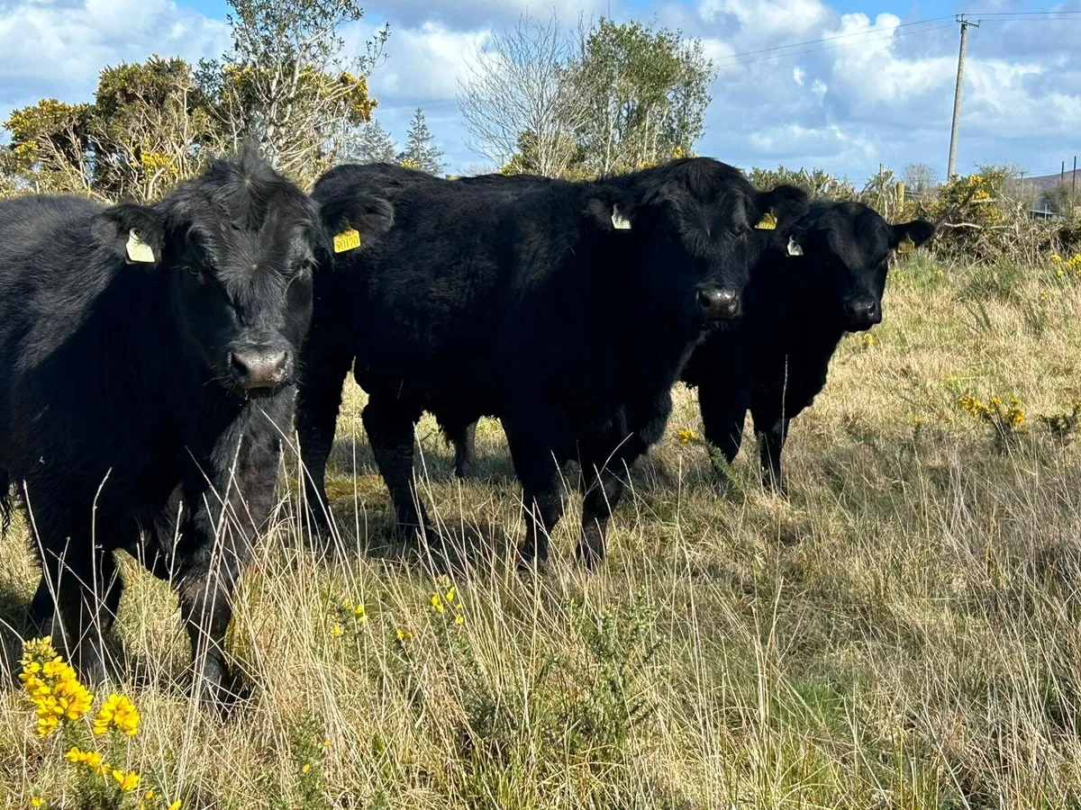3 Pedigree Aberdeen Angus Bulls - Image 1