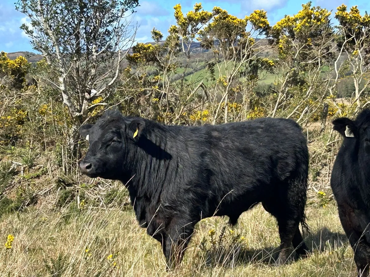 3 Pedigree Aberdeen Angus Bulls - Image 2