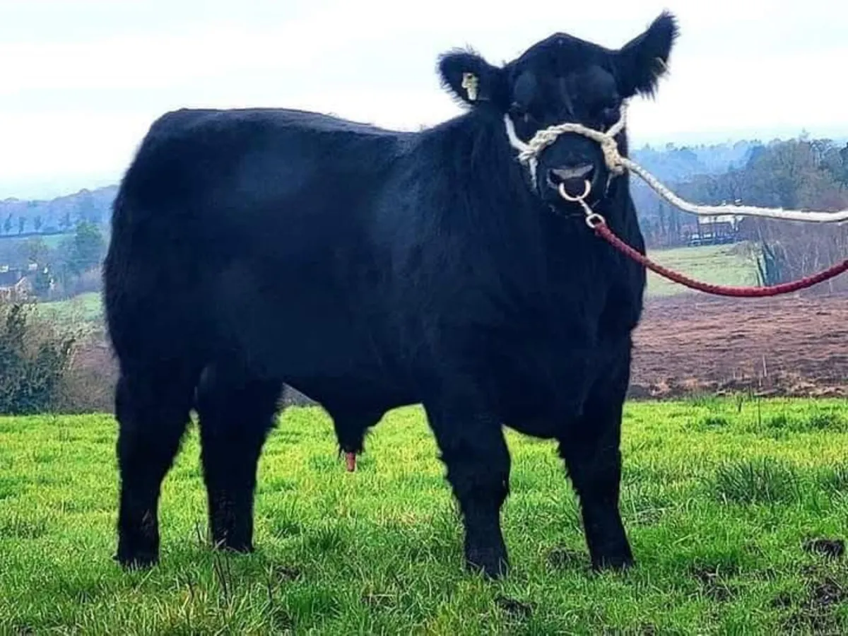 3 Pedigree Aberdeen Angus Bulls - Image 3