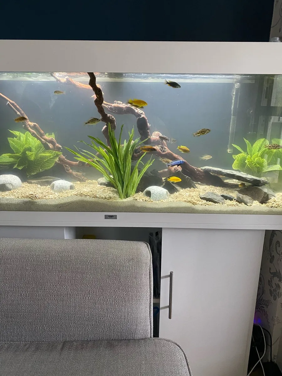 Jewel Aquarium 240L - Image 2