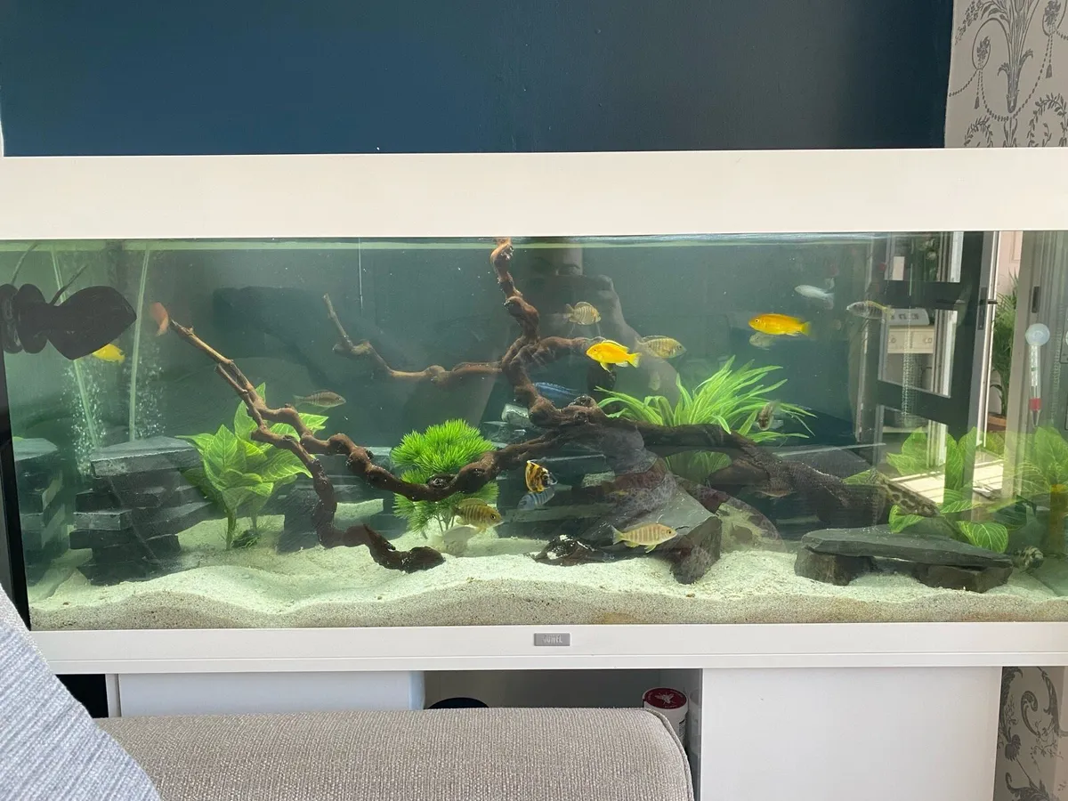 Jewel Aquarium 240L - Image 1