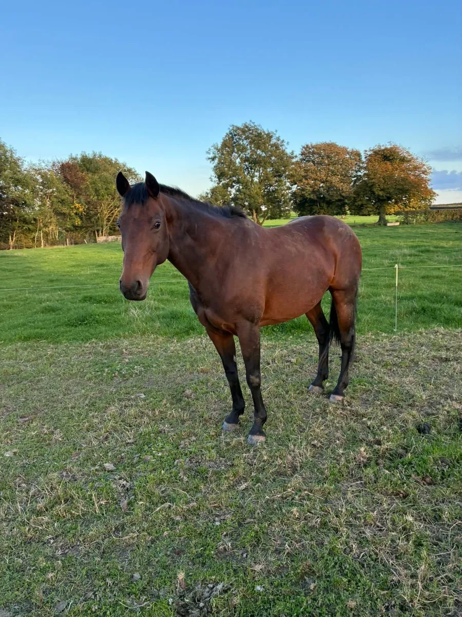 Irish Sports Horse - Image 1