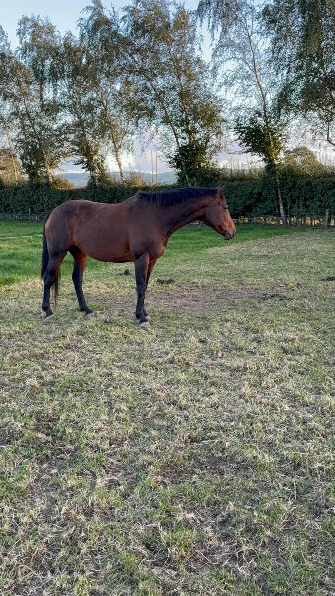 Irish Sports Horse - Image 2