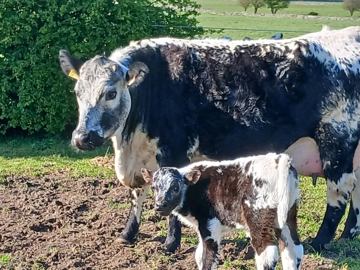 First calver - Image 1