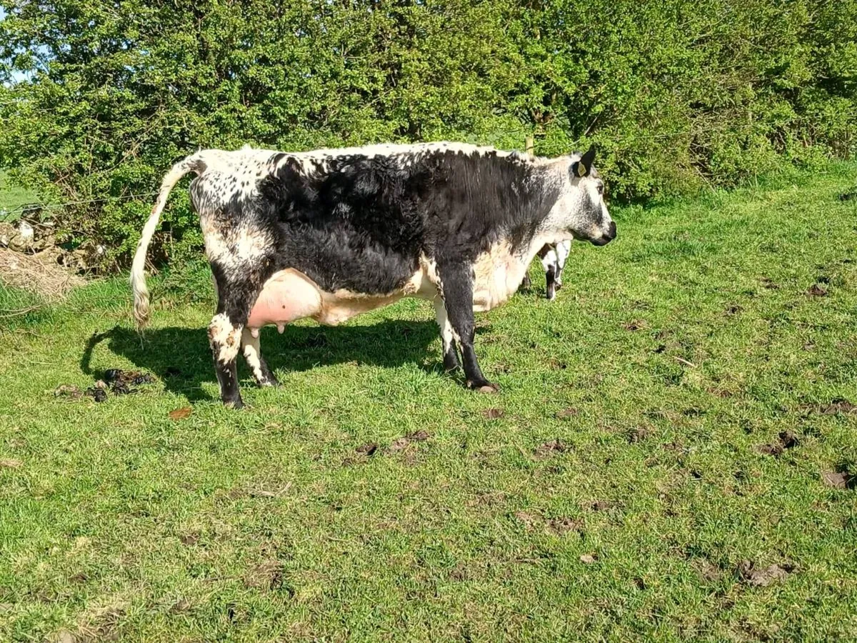 First calver - Image 2