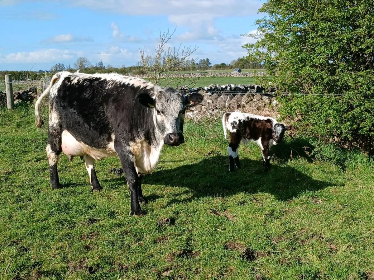 First calver - Image 3