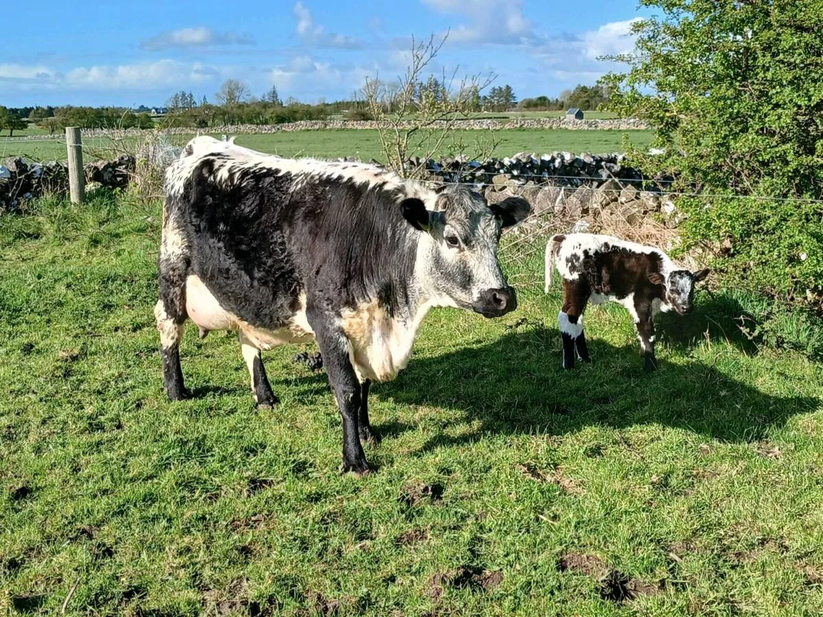 First calver - Image 4