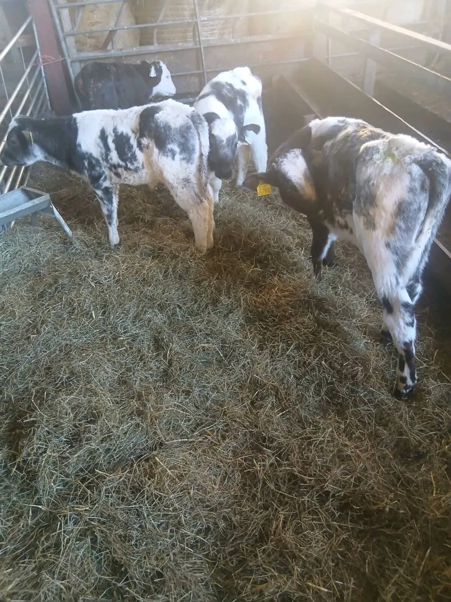 CALVES VALUE HERE - Image 1