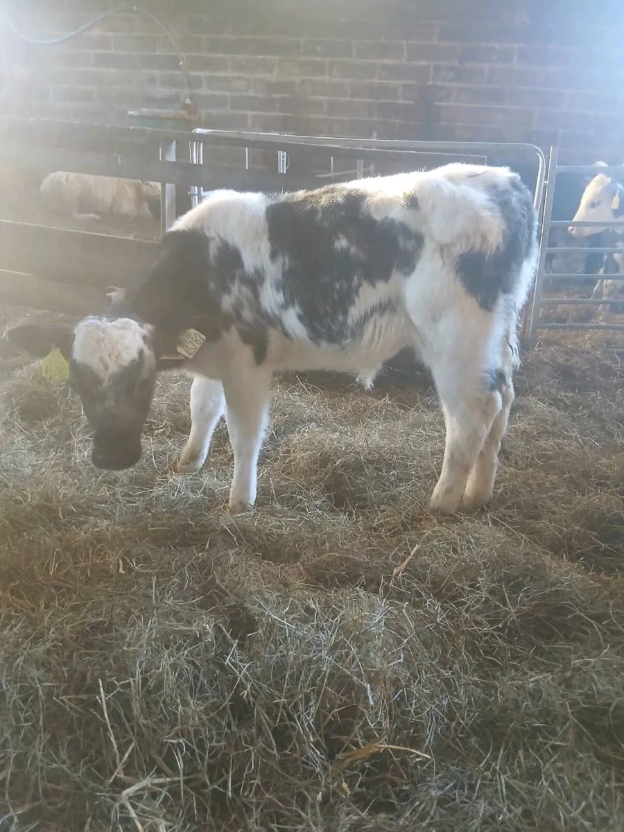 CALVES VALUE HERE - Image 2