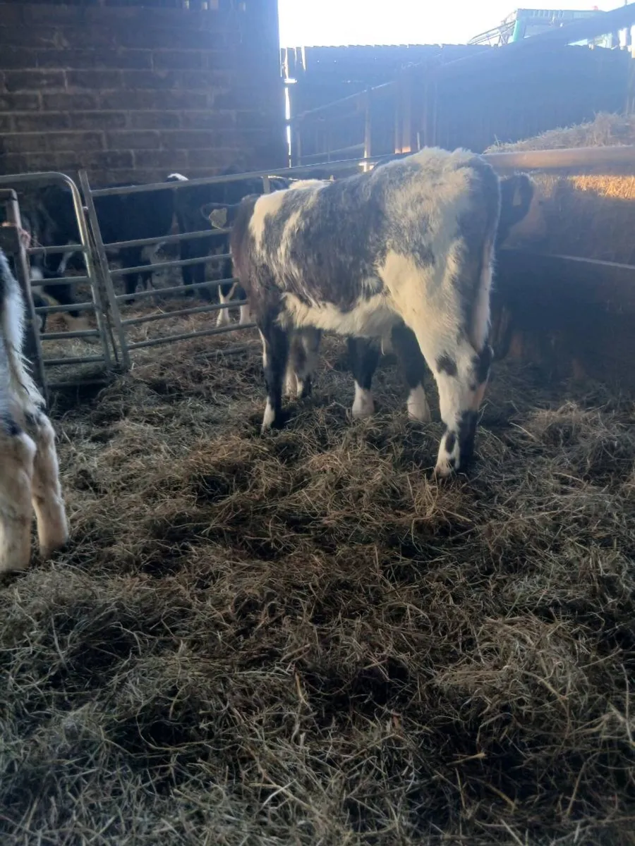 CALVES VALUE HERE - Image 3