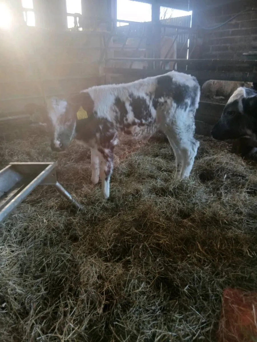 CALVES VALUE HERE - Image 4