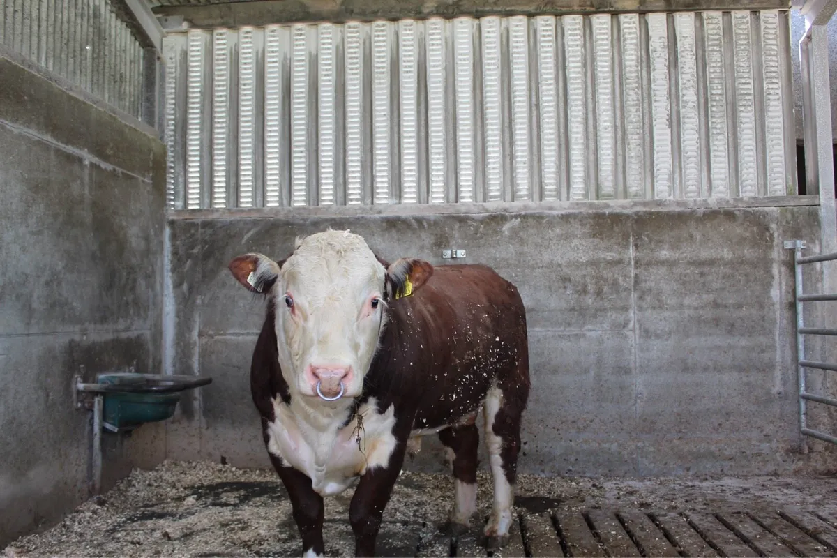 Purebred Hereford Bulls - Image 1