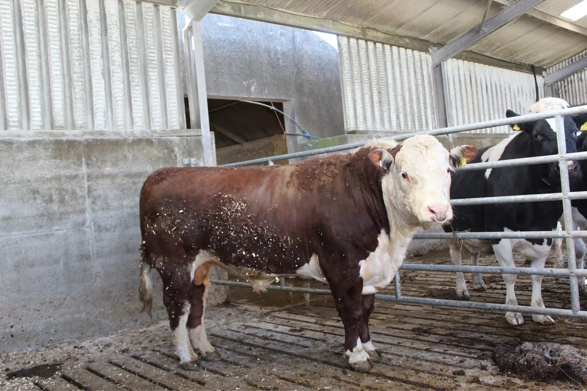 Purebred Hereford Bulls - Image 2