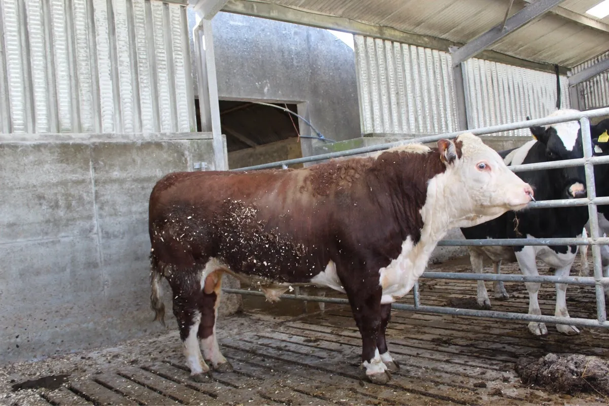 Purebred Hereford Bulls - Image 3