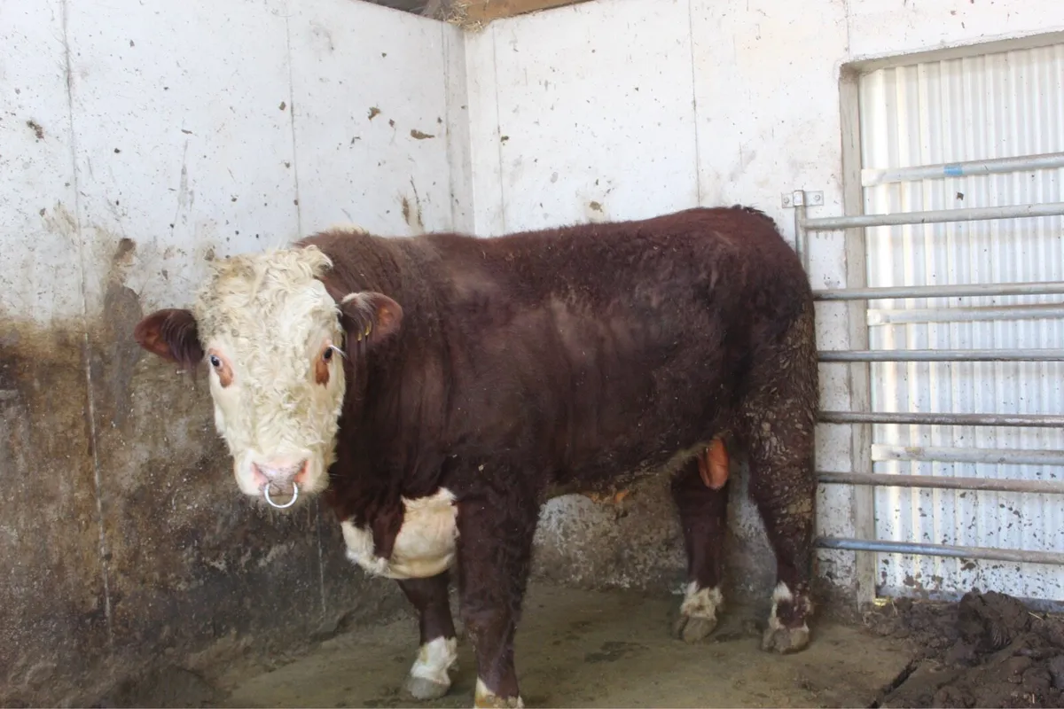 Purebred Hereford Bulls - Image 4