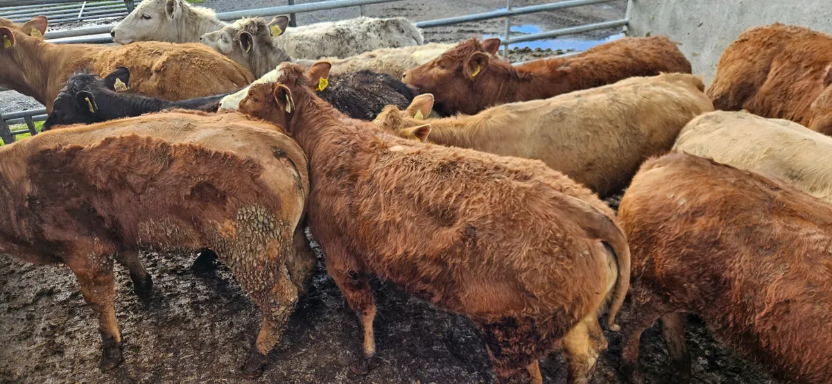 12 Super Store Heifers 360-420kgs - Image 2