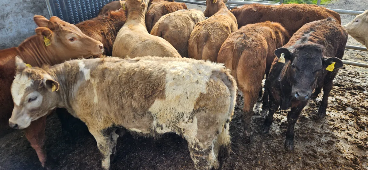 12 Super Store Heifers 360-420kgs - Image 3