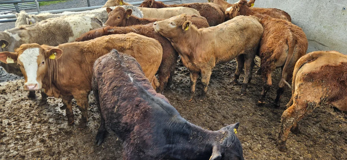 12 Super Store Heifers 360-420kgs - Image 4