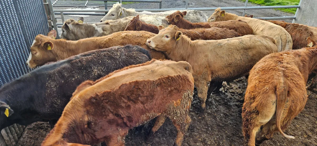 12 Super Store Heifers 360-420kgs - Image 1