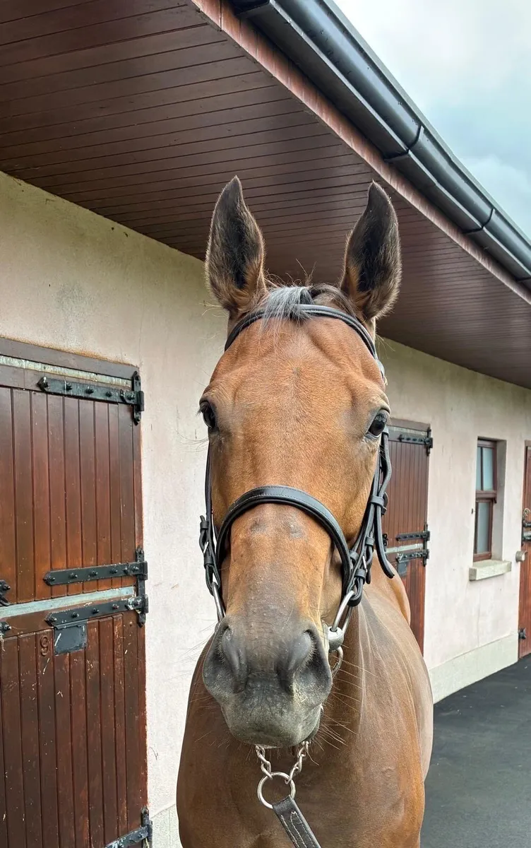Thoroughbred mare with foal at foot - Image 2
