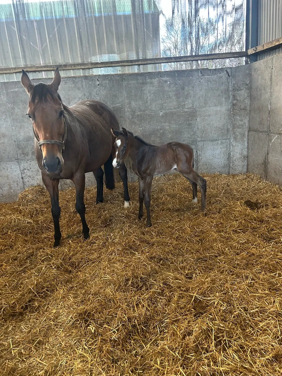 Thoroughbred mare with foal at foot - Image 3