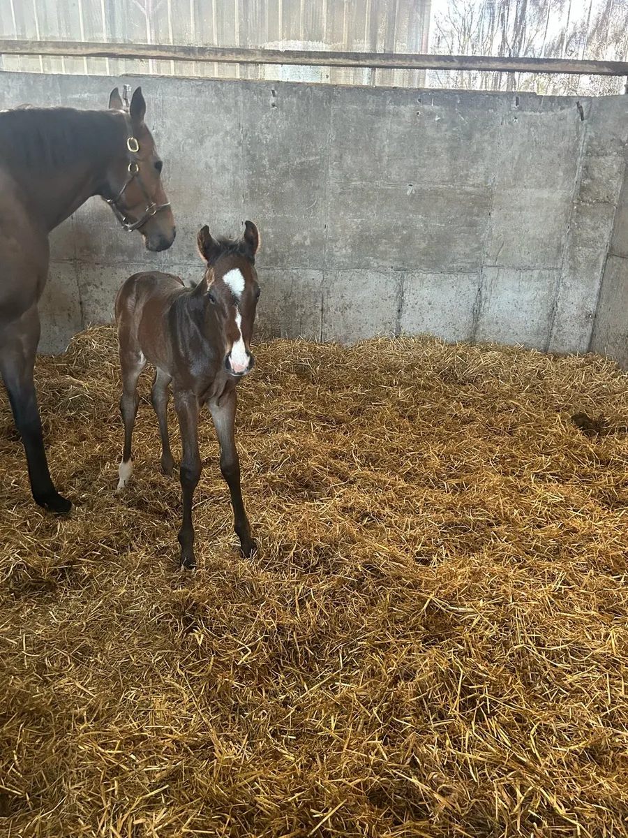 Thoroughbred mare with foal at foot - Image 4
