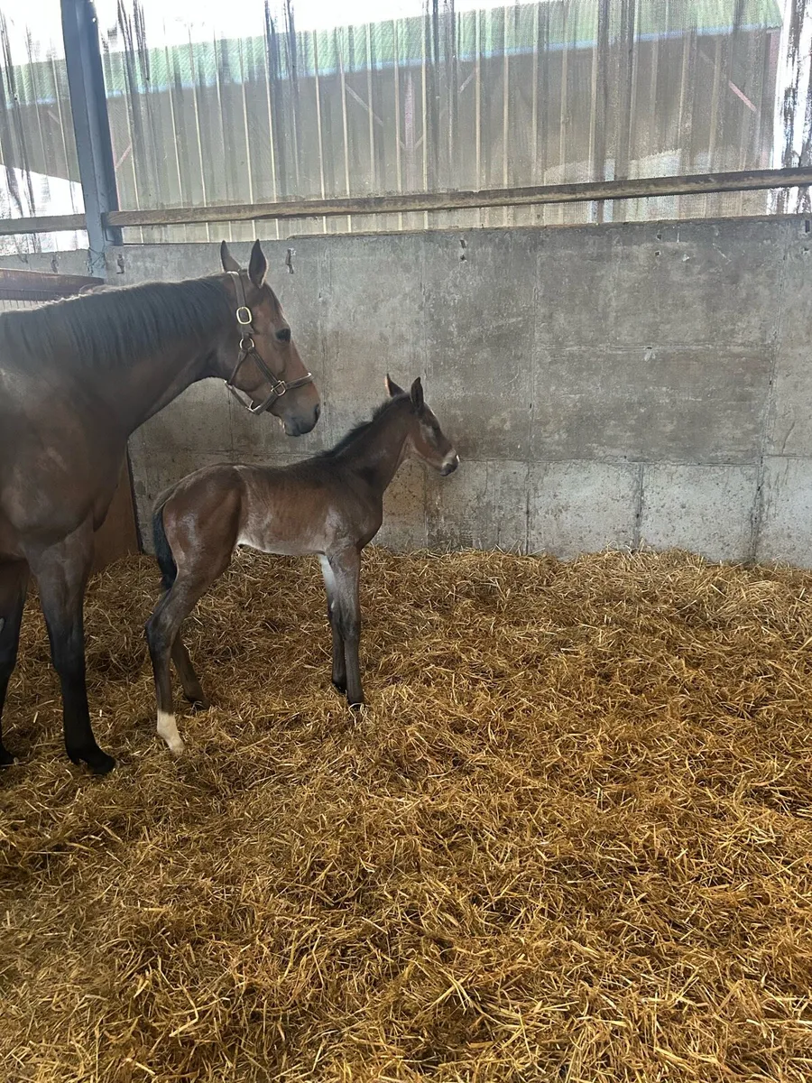 Thoroughbred mare with foal at foot - Image 4
