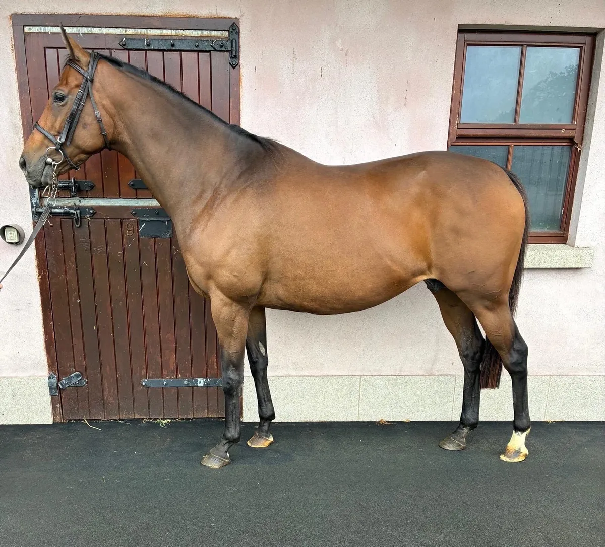 Thoroughbred mare with foal at foot - Image 1
