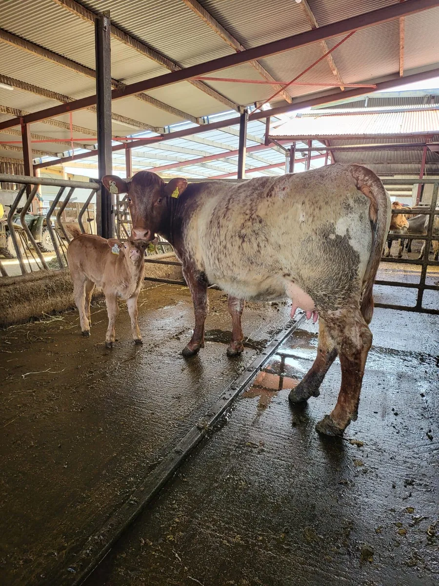 🌟🌟Clearance Sale of 25 Suckler Cows🌟🌟 - Image 1