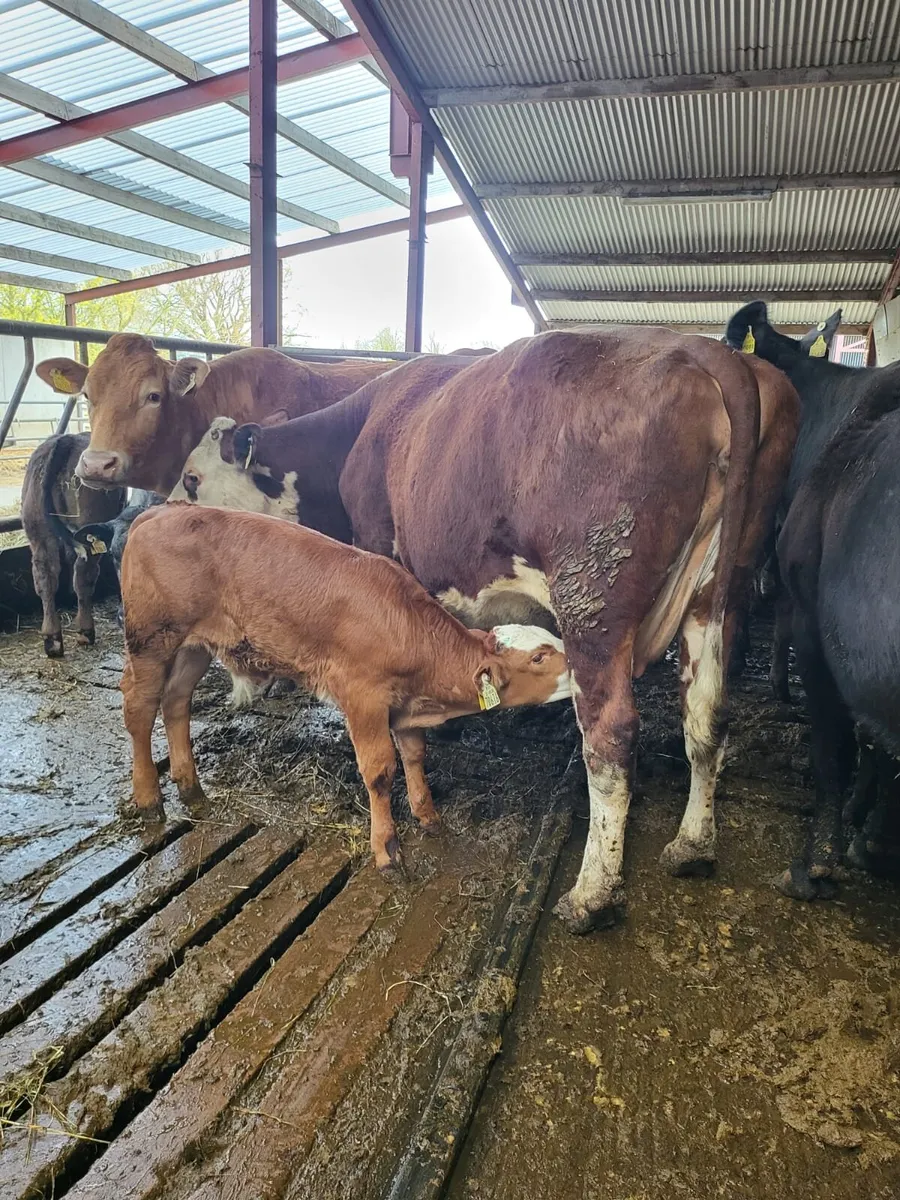 🌟🌟Clearance Sale of 25 Suckler Cows🌟🌟 - Image 2
