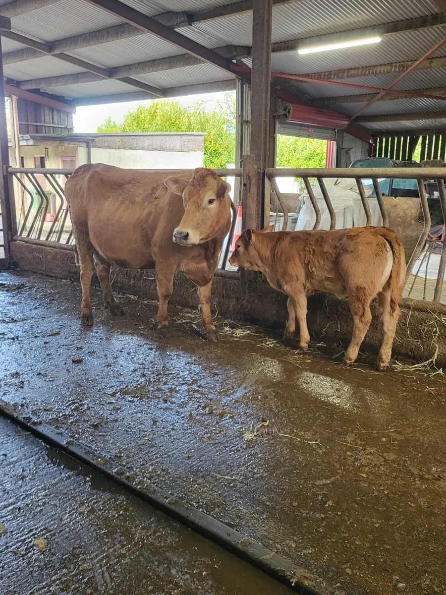 🌟🌟Clearance Sale of 25 Suckler Cows🌟🌟 - Image 3