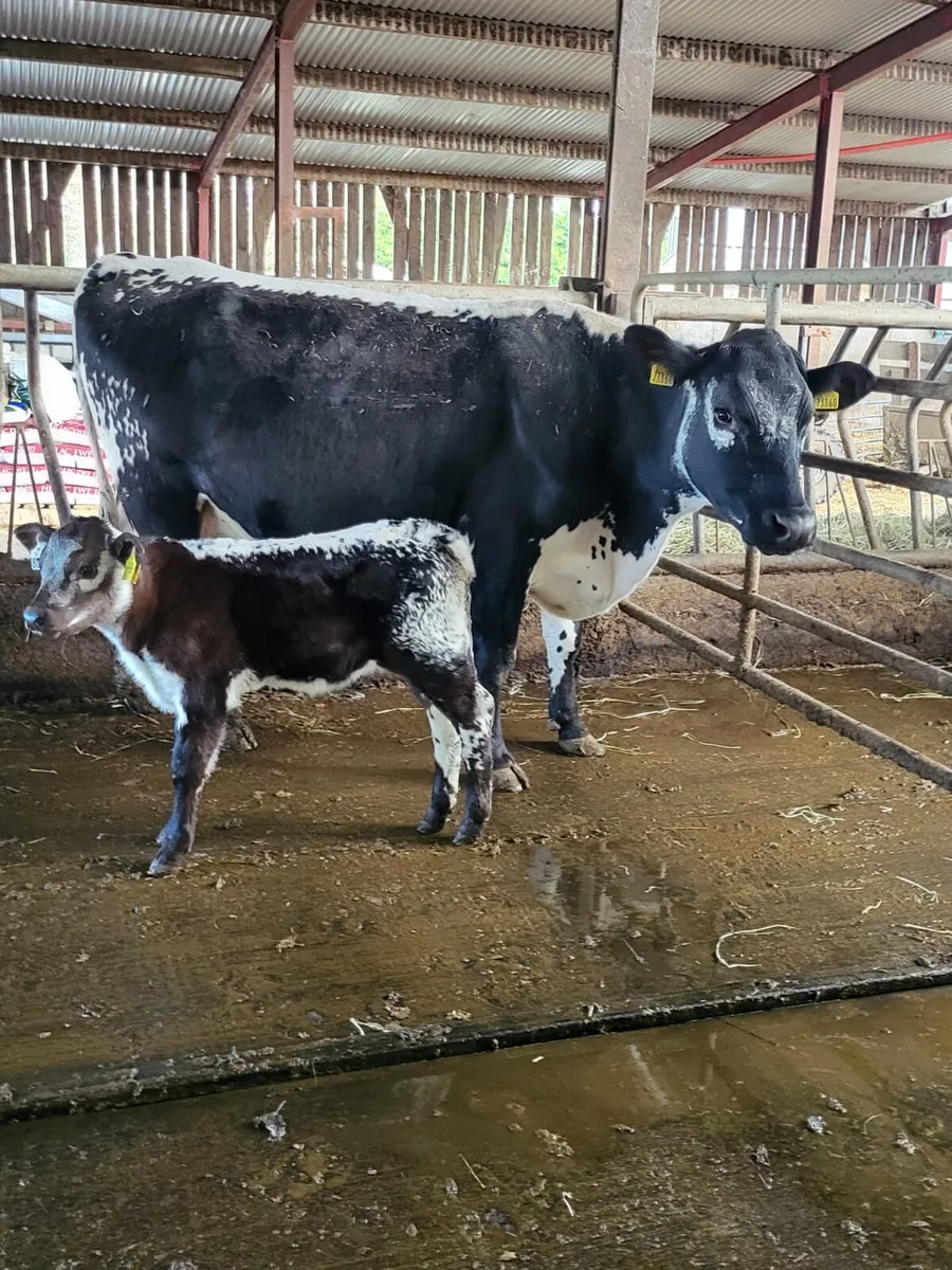 🌟🌟Clearance Sale of 25 Suckler Cows🌟🌟 - Image 4