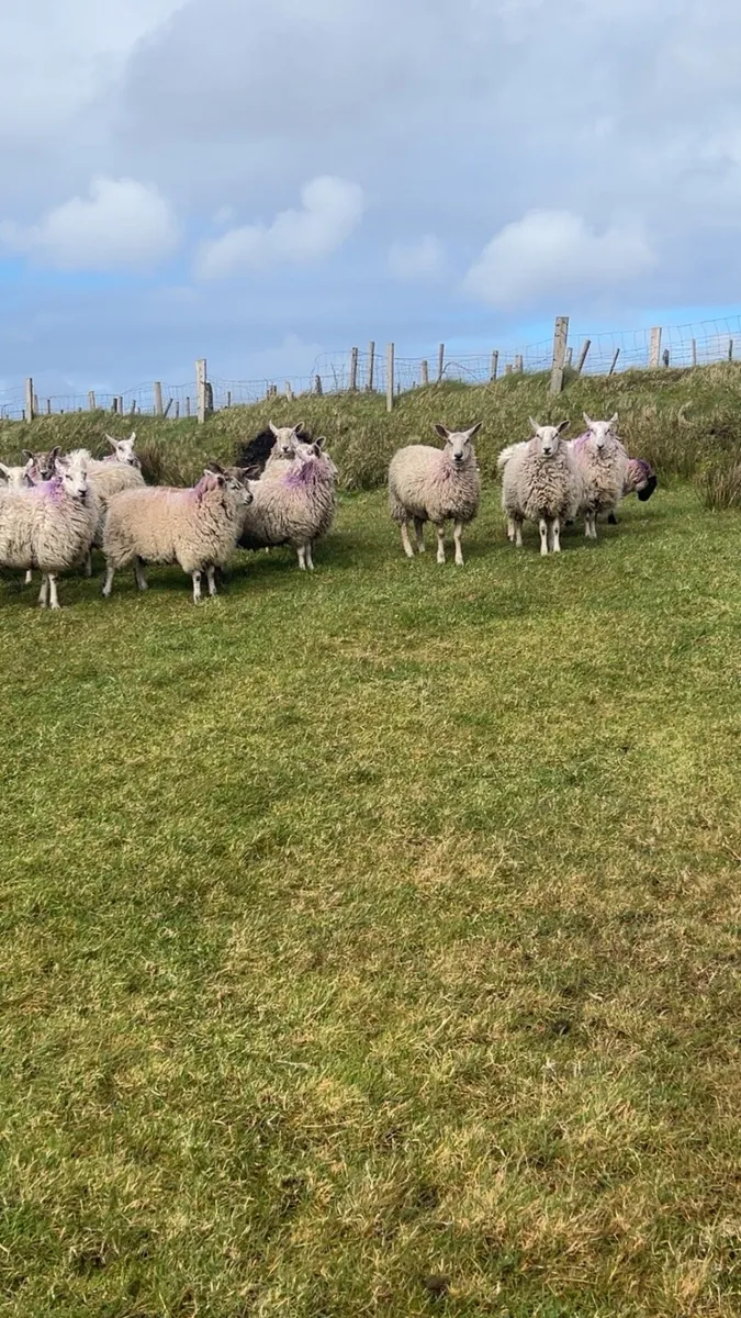 Cheviot Xmule hoggets - Image 1