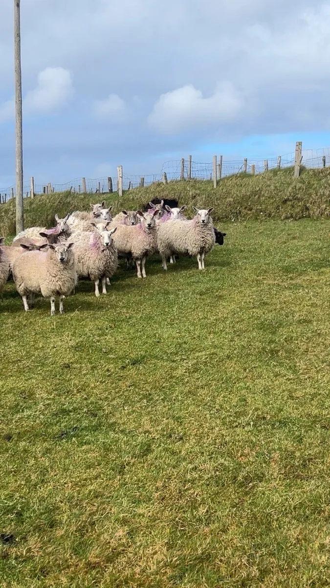 Cheviot Xmule hoggets - Image 2