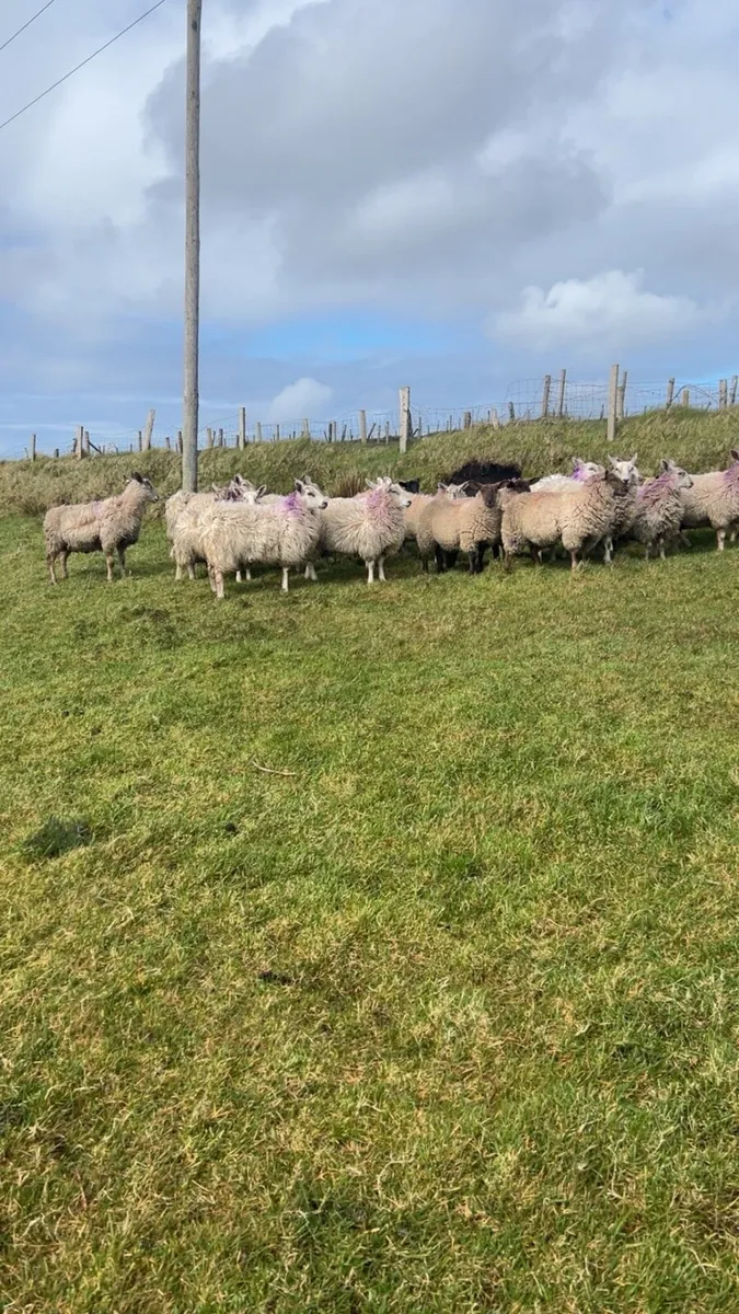 Cheviot Xmule hoggets - Image 3