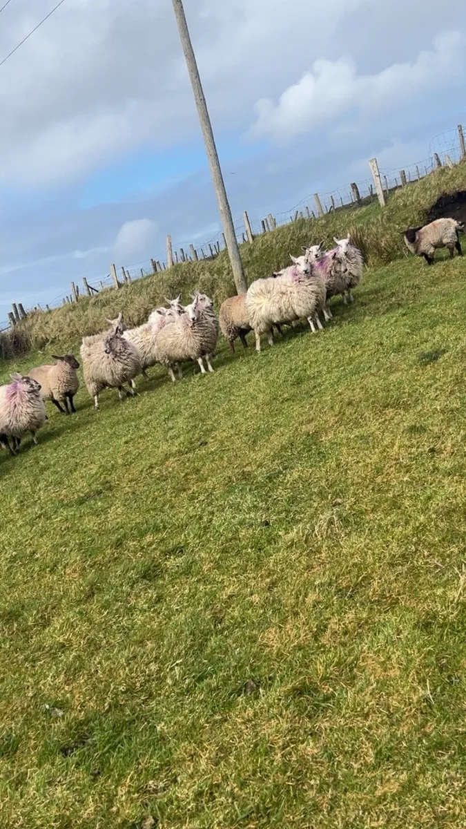 Cheviot Xmule hoggets - Image 4