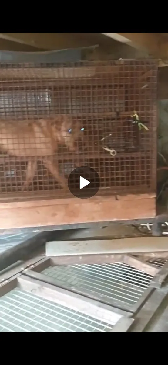 Dog treadmill - Image 2