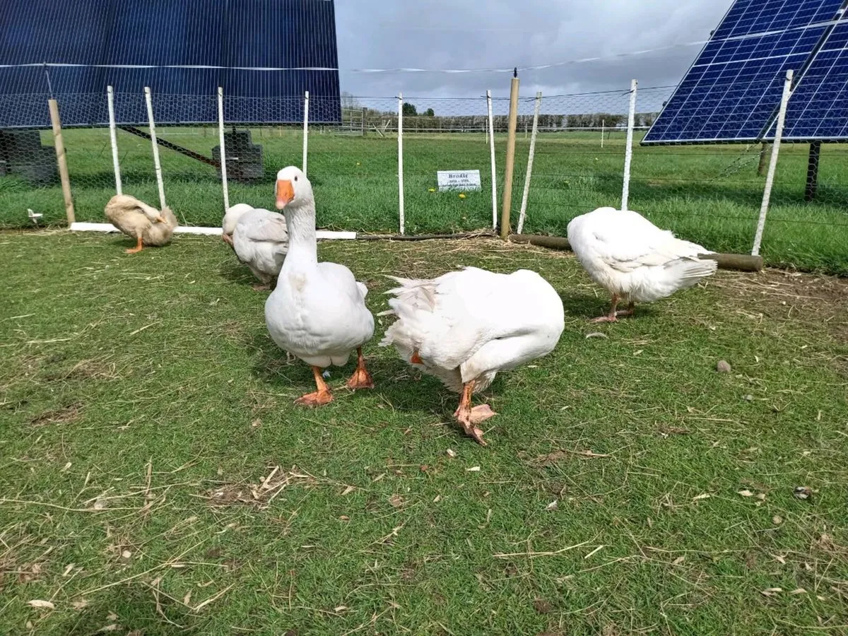 5 Danish white geese - Image 1