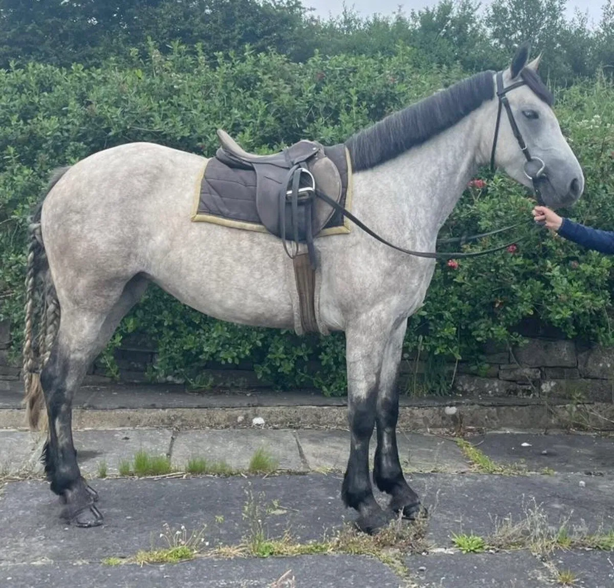 5 year old Connemara Pony