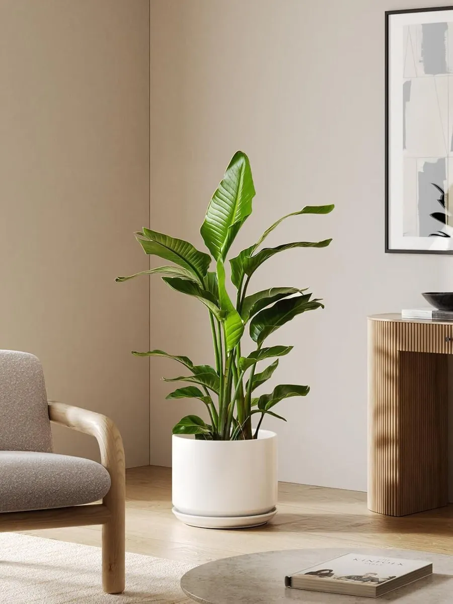 30 cm Plant Pot Large Ceramic Pots for Indoor - Image 2