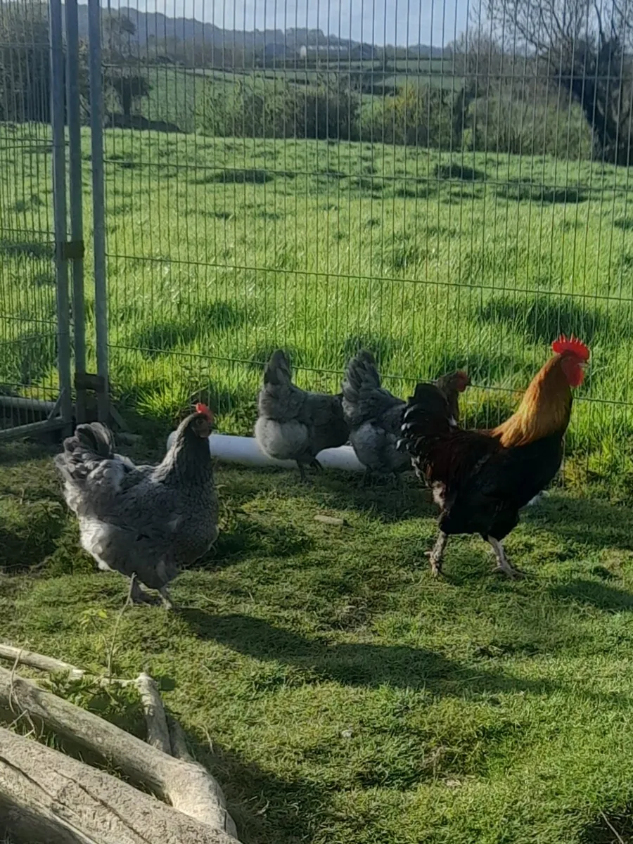 Purebred Chick's 🐥 eggs 🥚 for hatching ,Rooster - Image 3