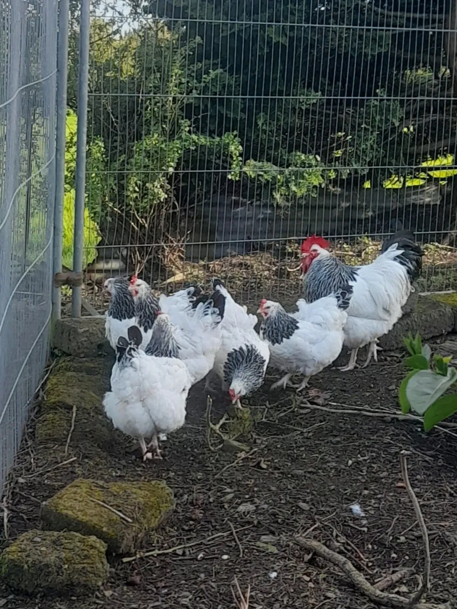 Purebred Chick's 🐥 eggs 🥚 for hatching ,Rooster - Image 4