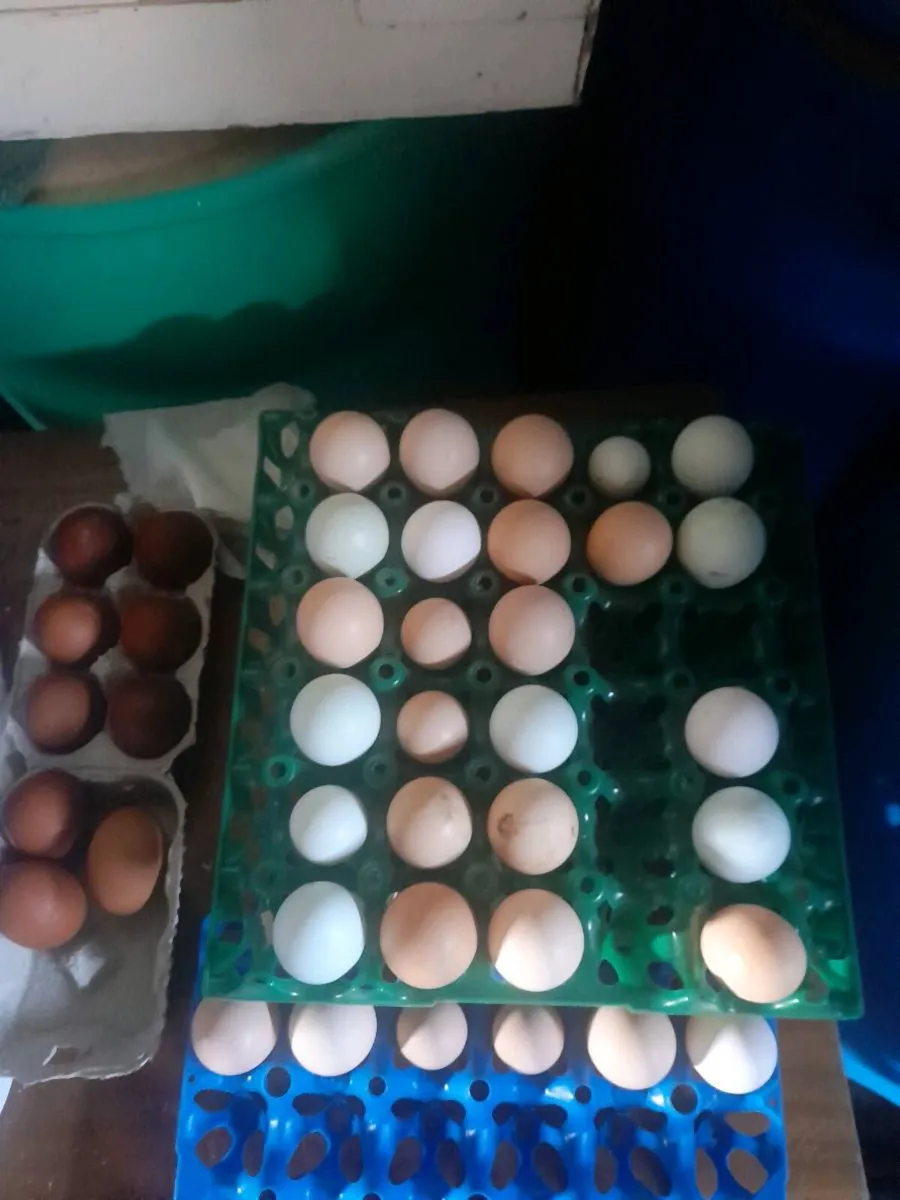 Purebred Chick's 🐥 eggs 🥚 for hatching ,Rooster - Image 2