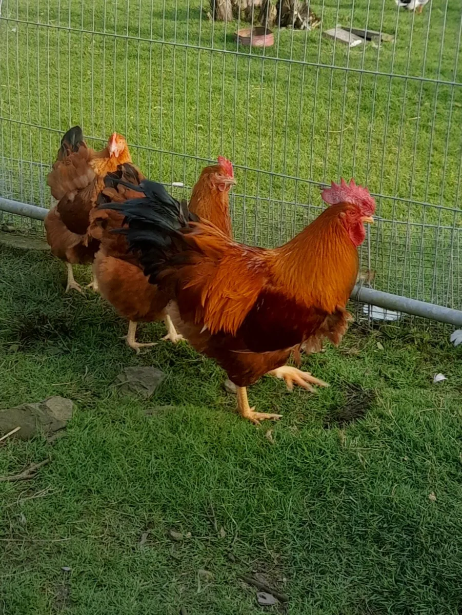 Purebred Chick's 🐥,Rooster - Image 4