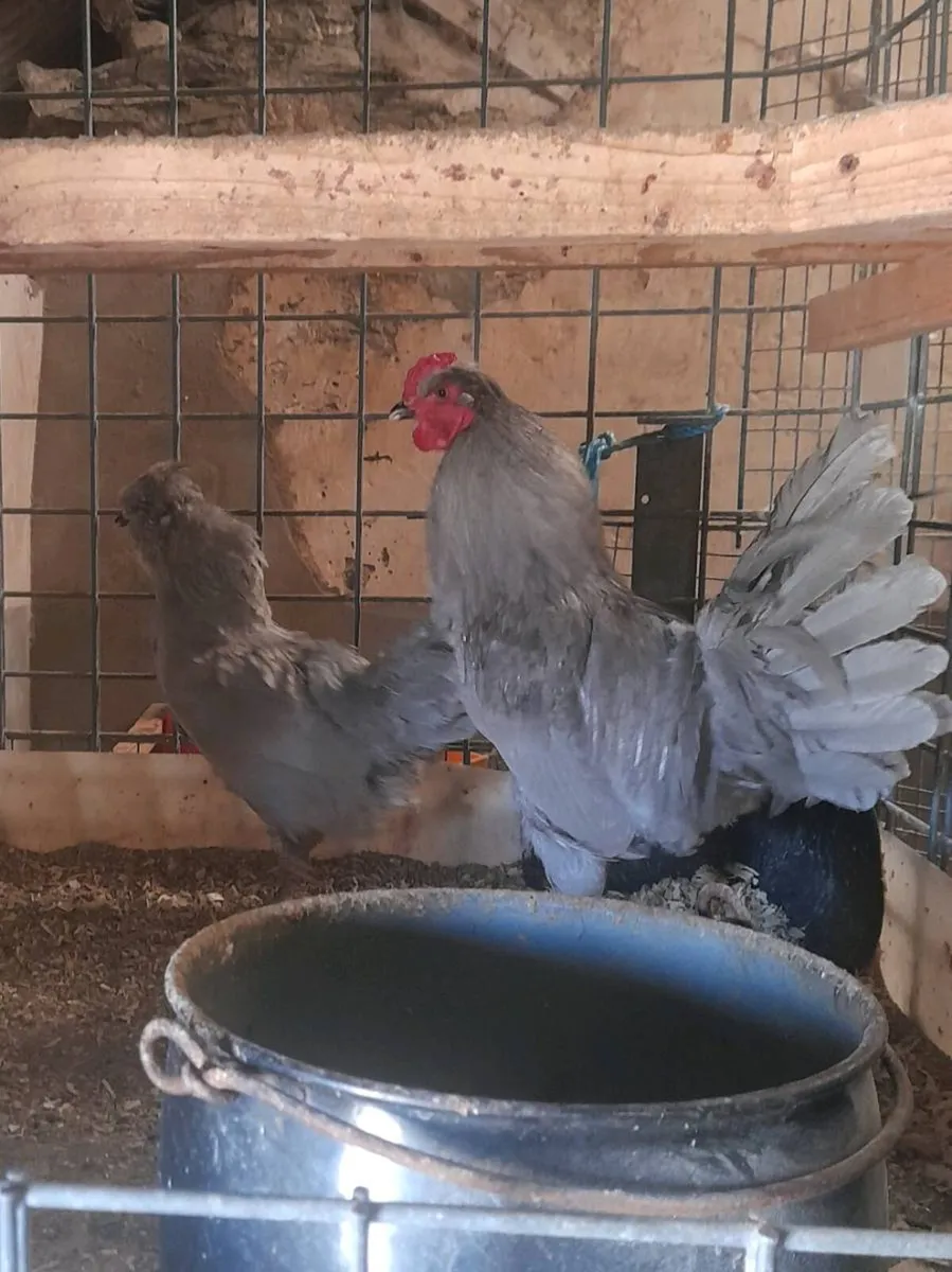 Purebred,Rooster - Image 4