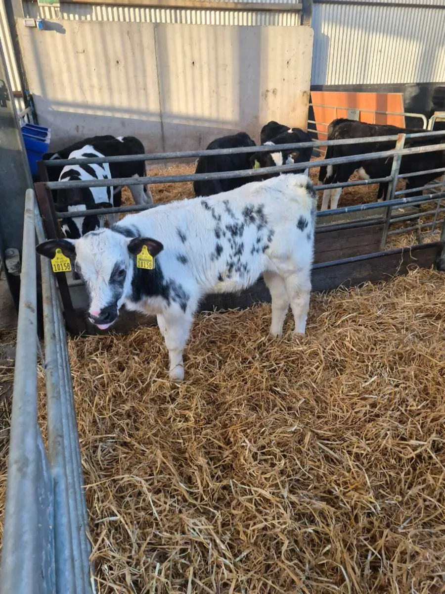 Belgian blue - Image 1