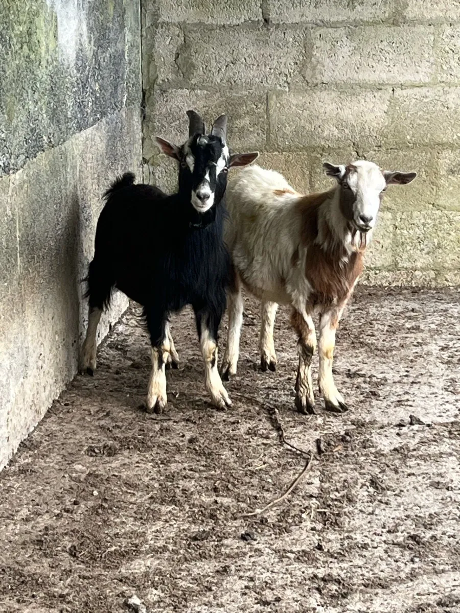 Two Goats - Image 1