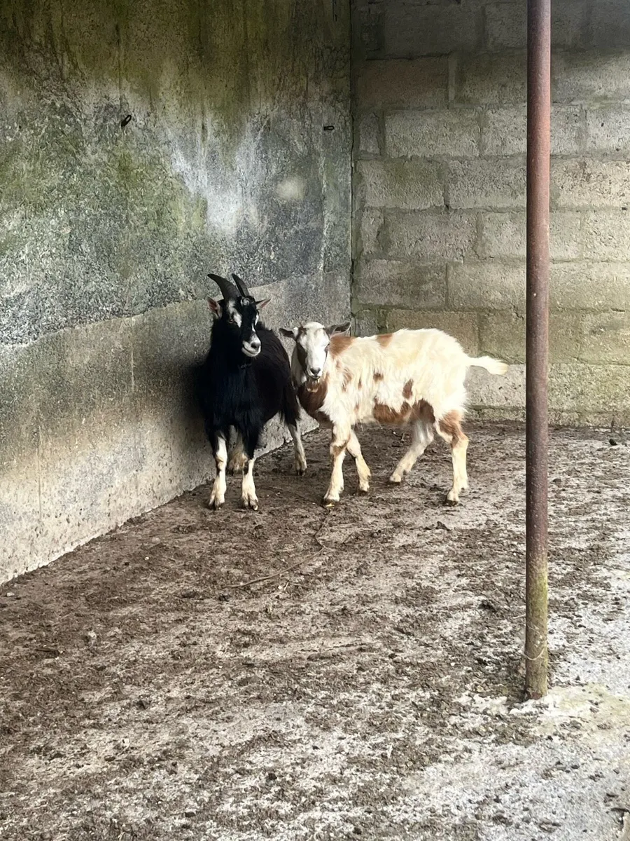 Two Goats - Image 2