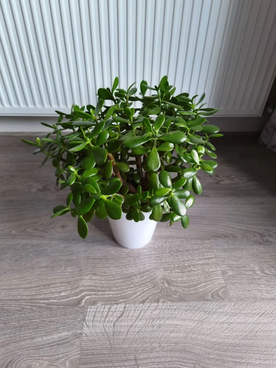 Plant pot - Image 2