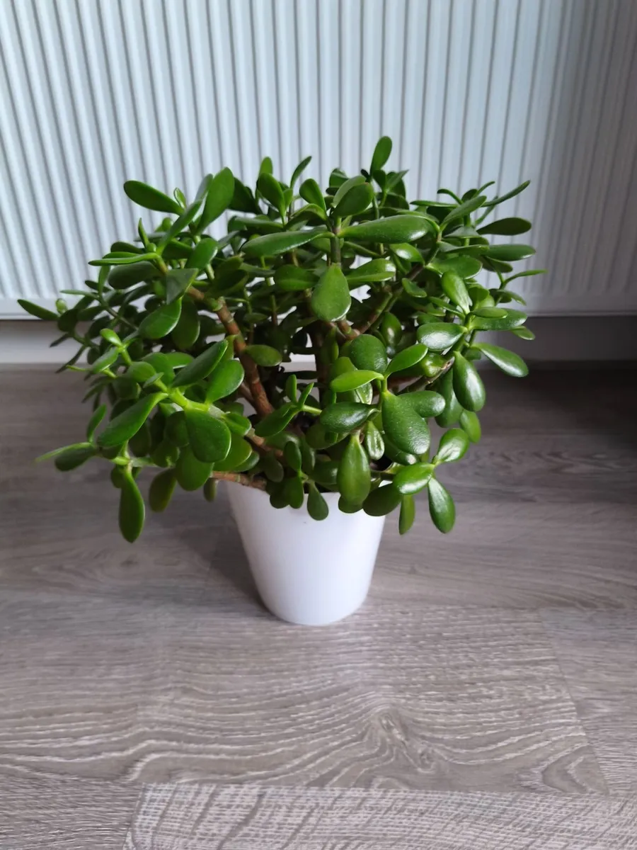Plant pot - Image 3